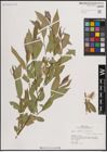 Foto von Salix excelsa S. G. Gmel.